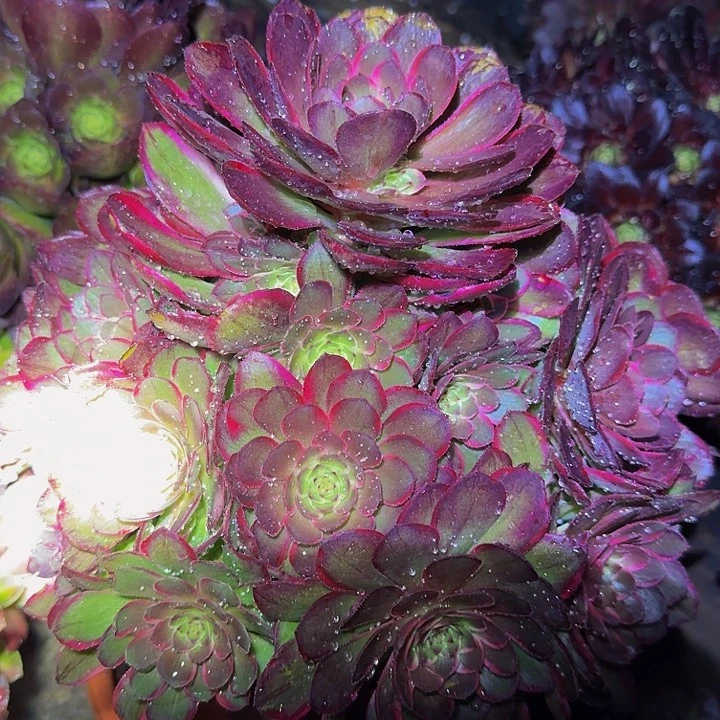 新品种粉花妖捧花亏本福利