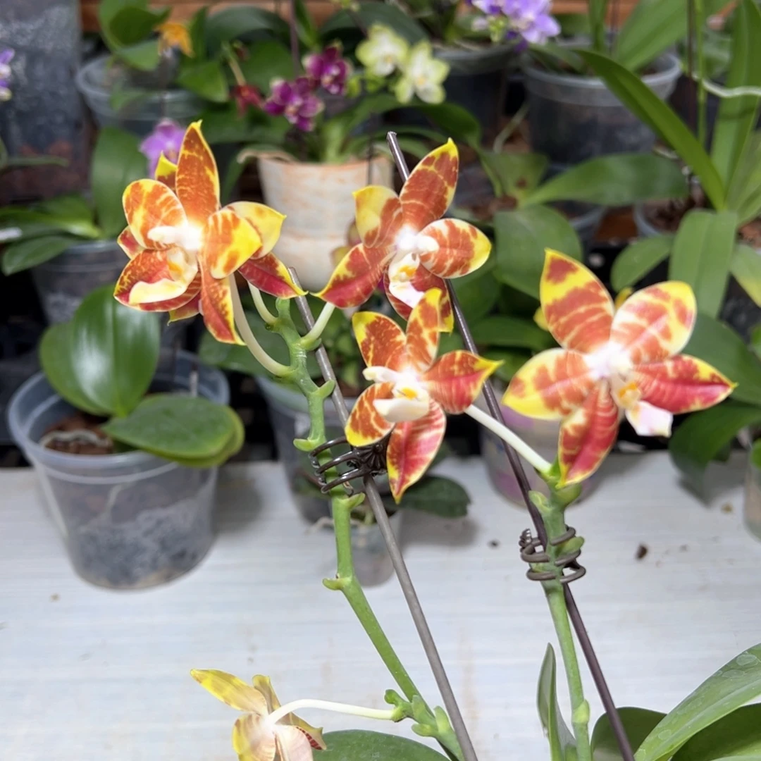 *****大部分开放少量花苞白虎交品