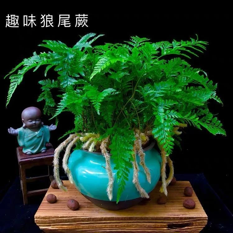 狼尾蕨蕨类植物室内蕨类好养桌面盆栽净化空气绿植四季常青苔藓球