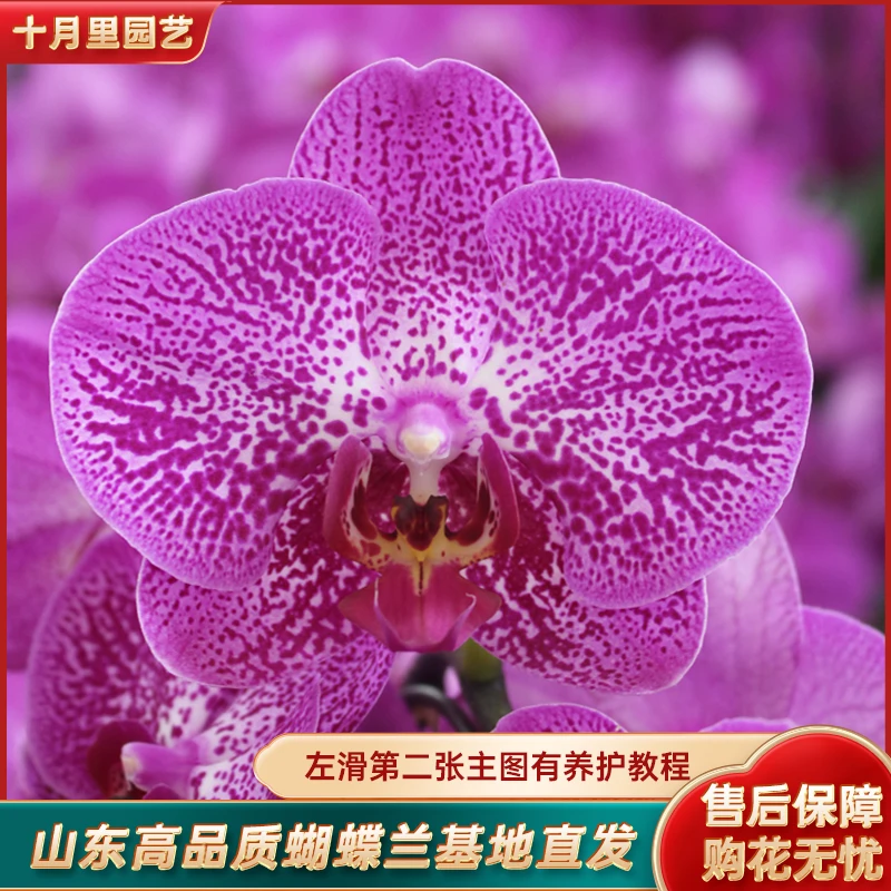 十月里蝴蝶兰【夜光兰3.5寸杯】微瑕全花发货