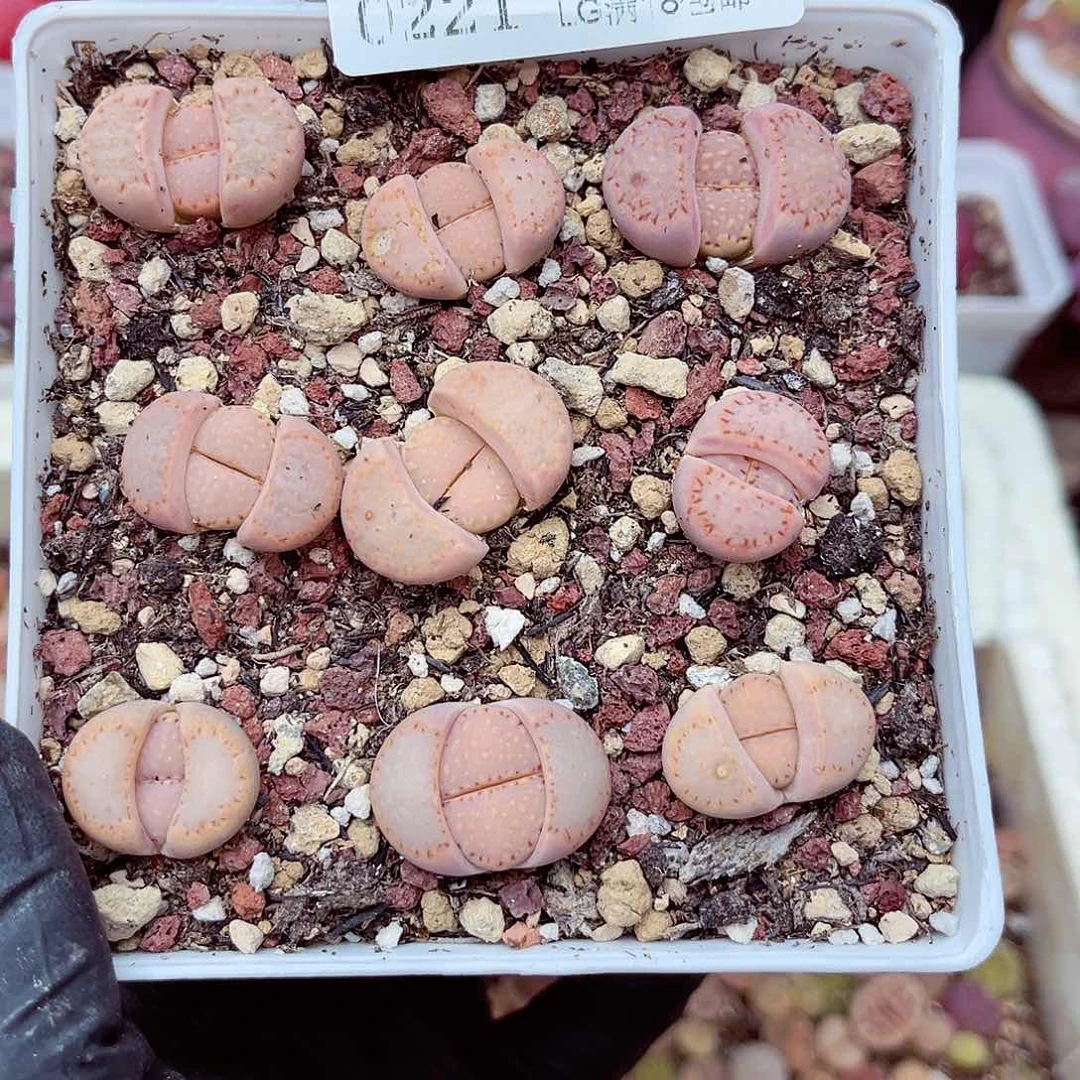 生石花满18包邮21-144