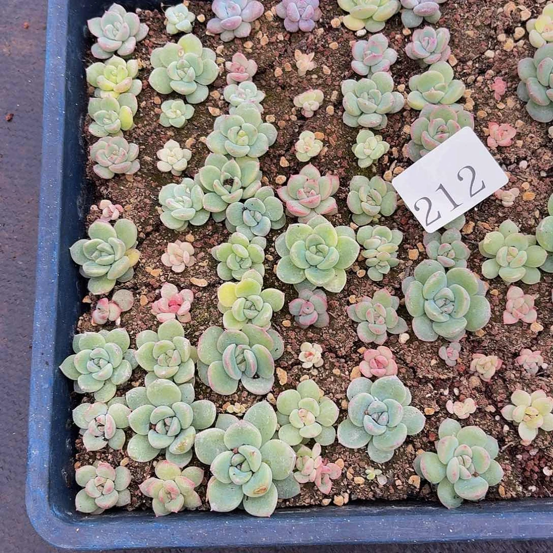 温***，多肉植物多肉植物212