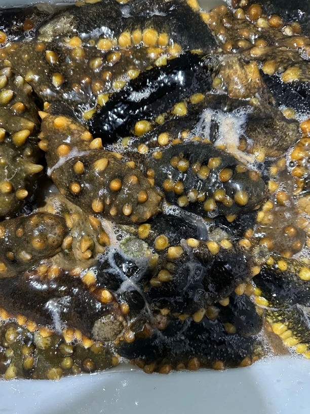 冻煮海岛海参大规格（3斤左右皮20只左右一斤）