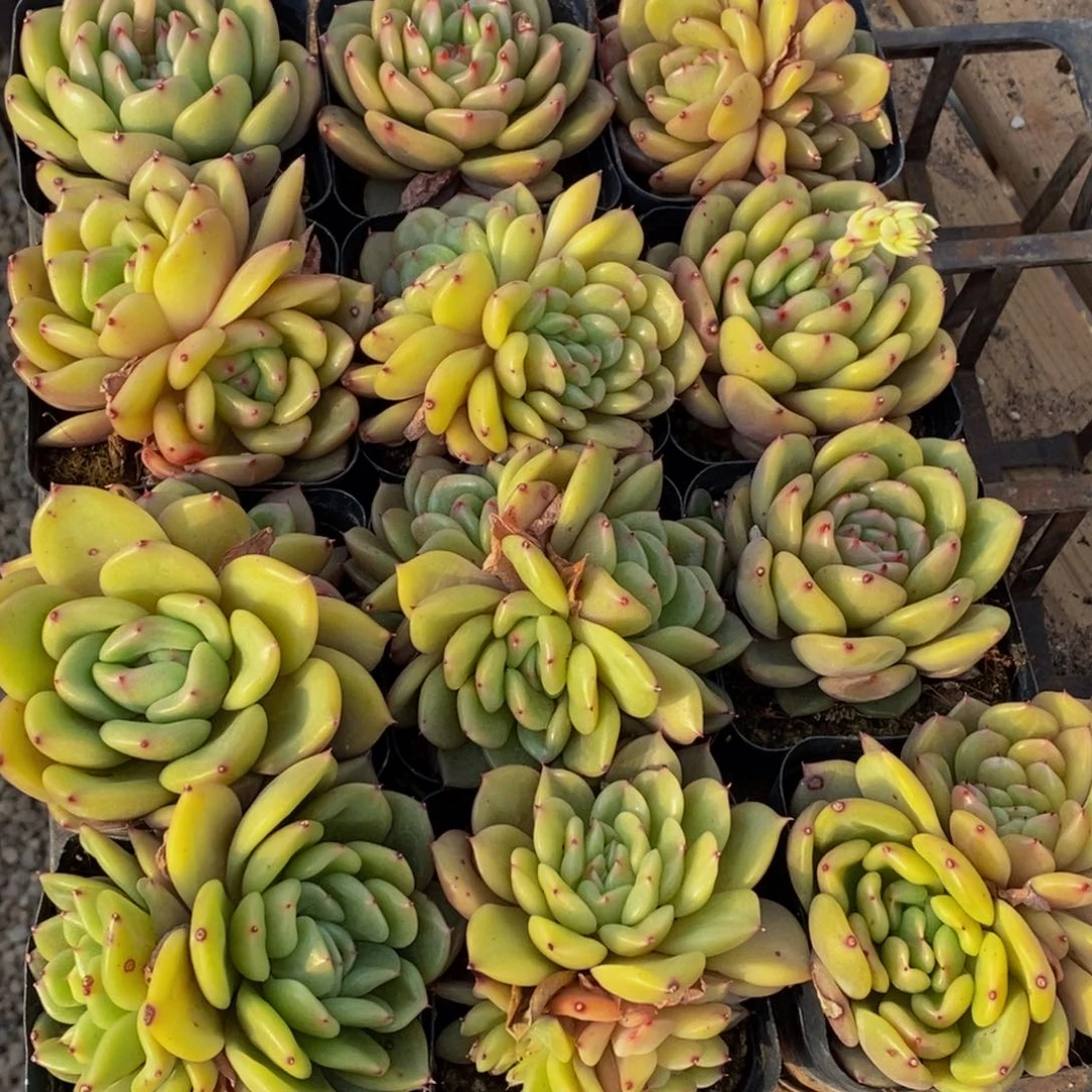 167多肉植物保护研究所所长助理研究员