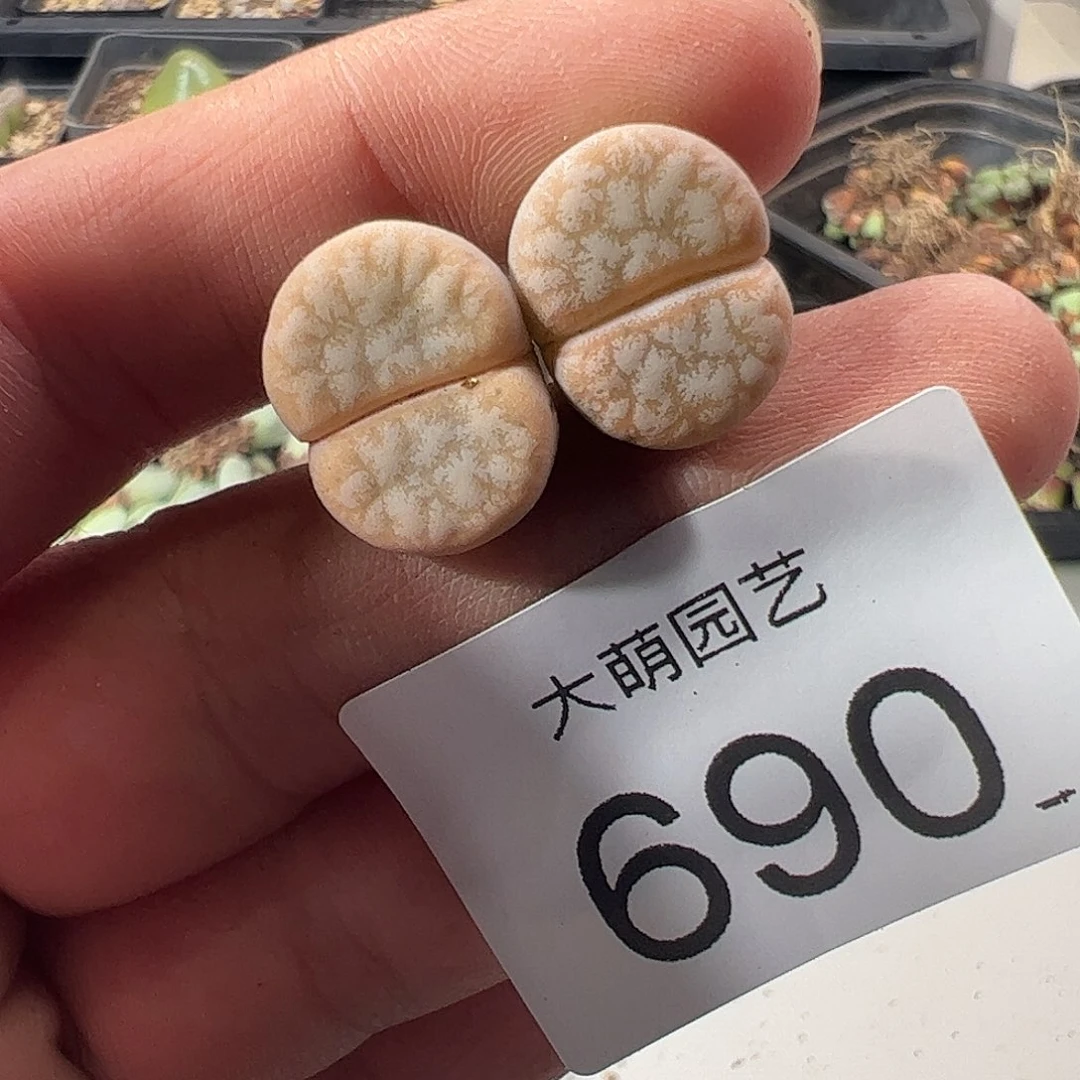 一物一拍脱土发。 690