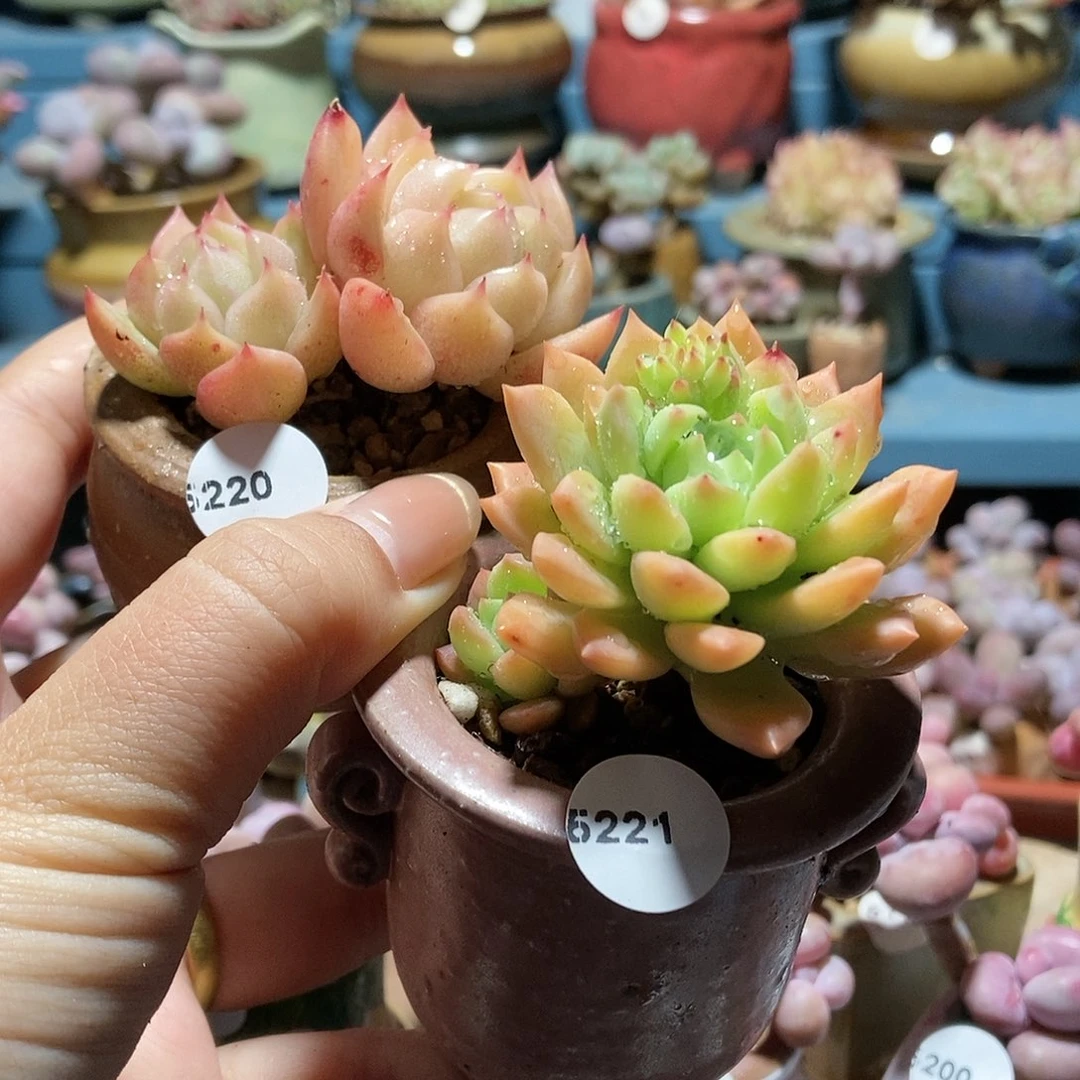 小*颖5220.5521两颗带盆土