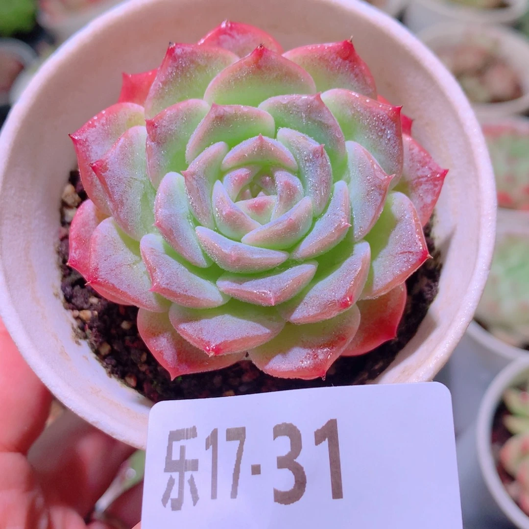 乐然17-31 纯爱单头