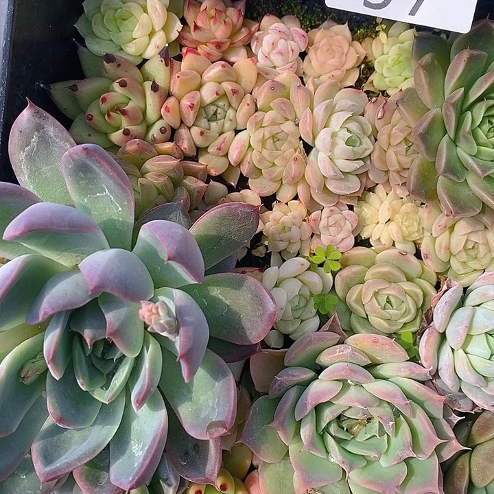 57 多肉植物盆栽花卉植物