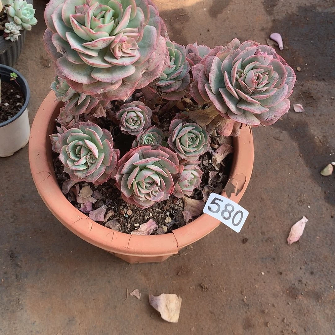 580克罗地亚 一物一拍多肉