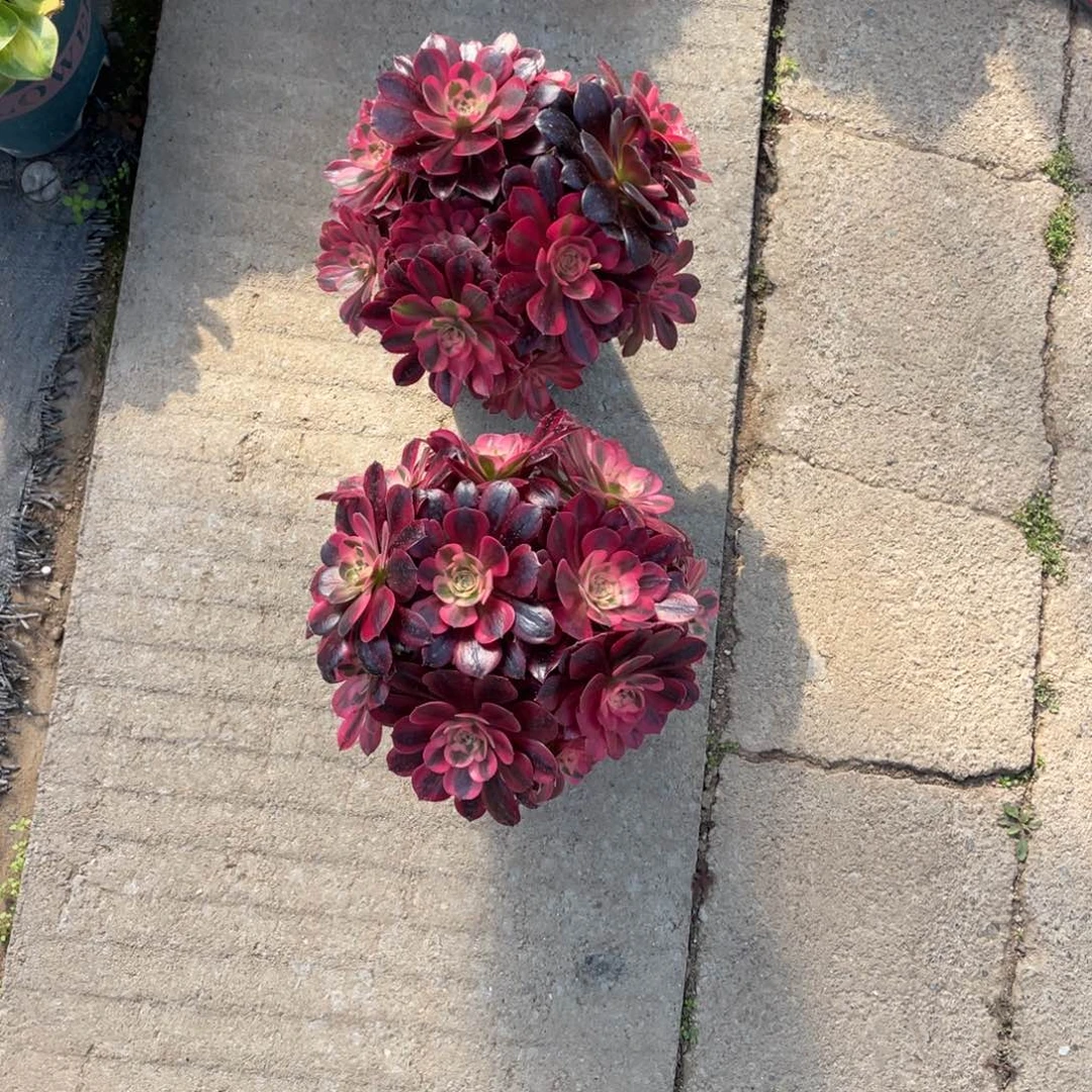 咫****涯漂亮漂亮漂亮漂亮漂亮