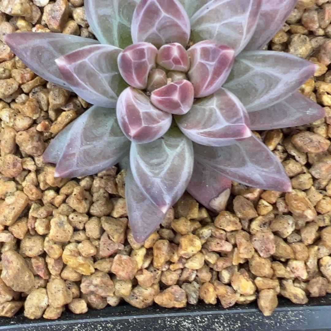 *****娜宝儿 雪黛丽 111