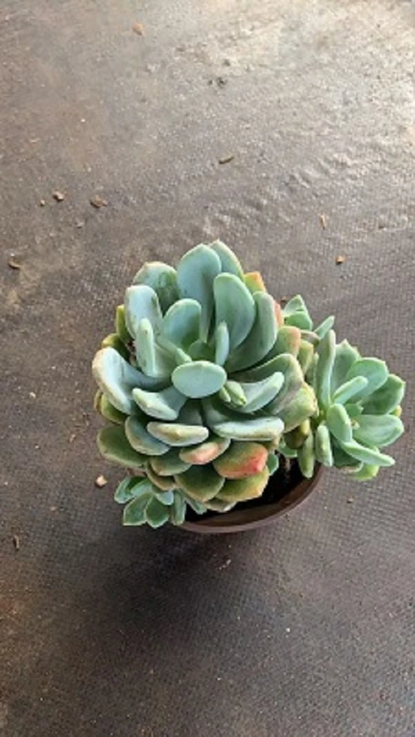 阳台必养的灰姑娘多肉植物