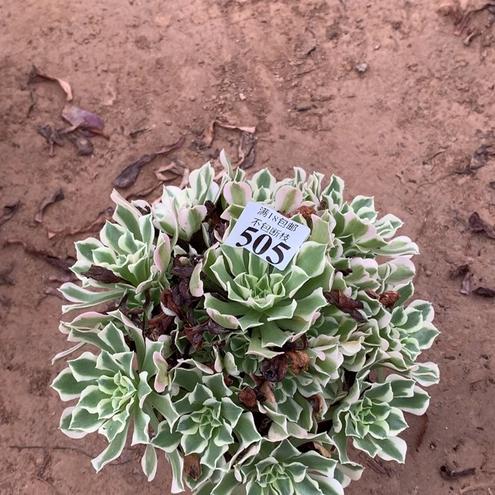 505白凤手捧2号棚