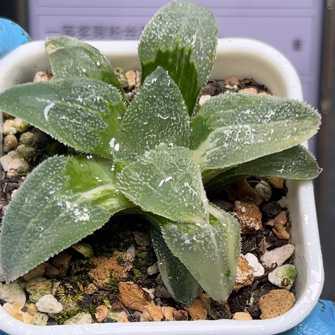 恭喜发财大吉大利1034