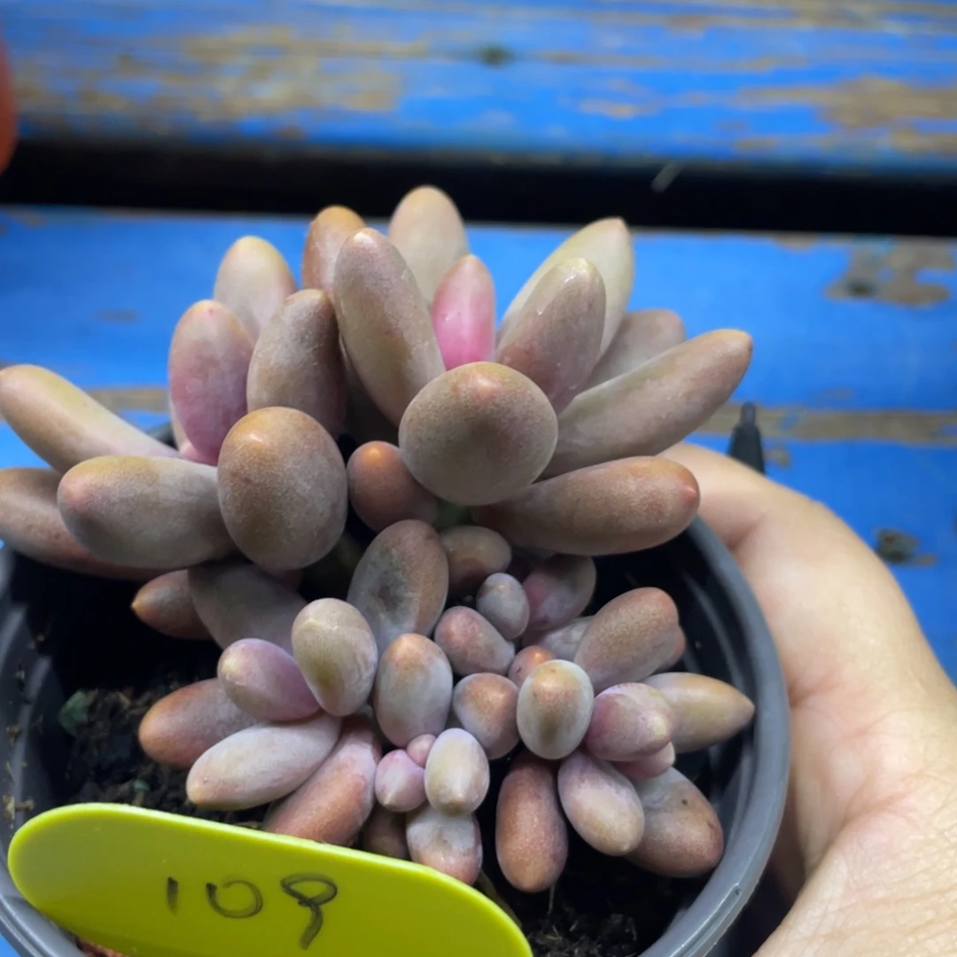 糖果美人叶插群生无砍109