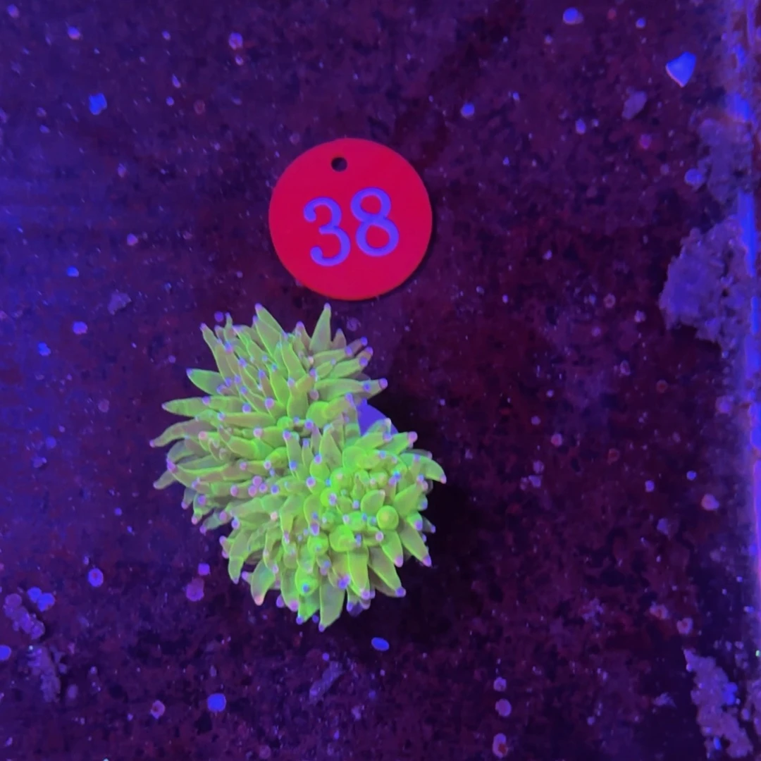 万鱼来朝海水观赏