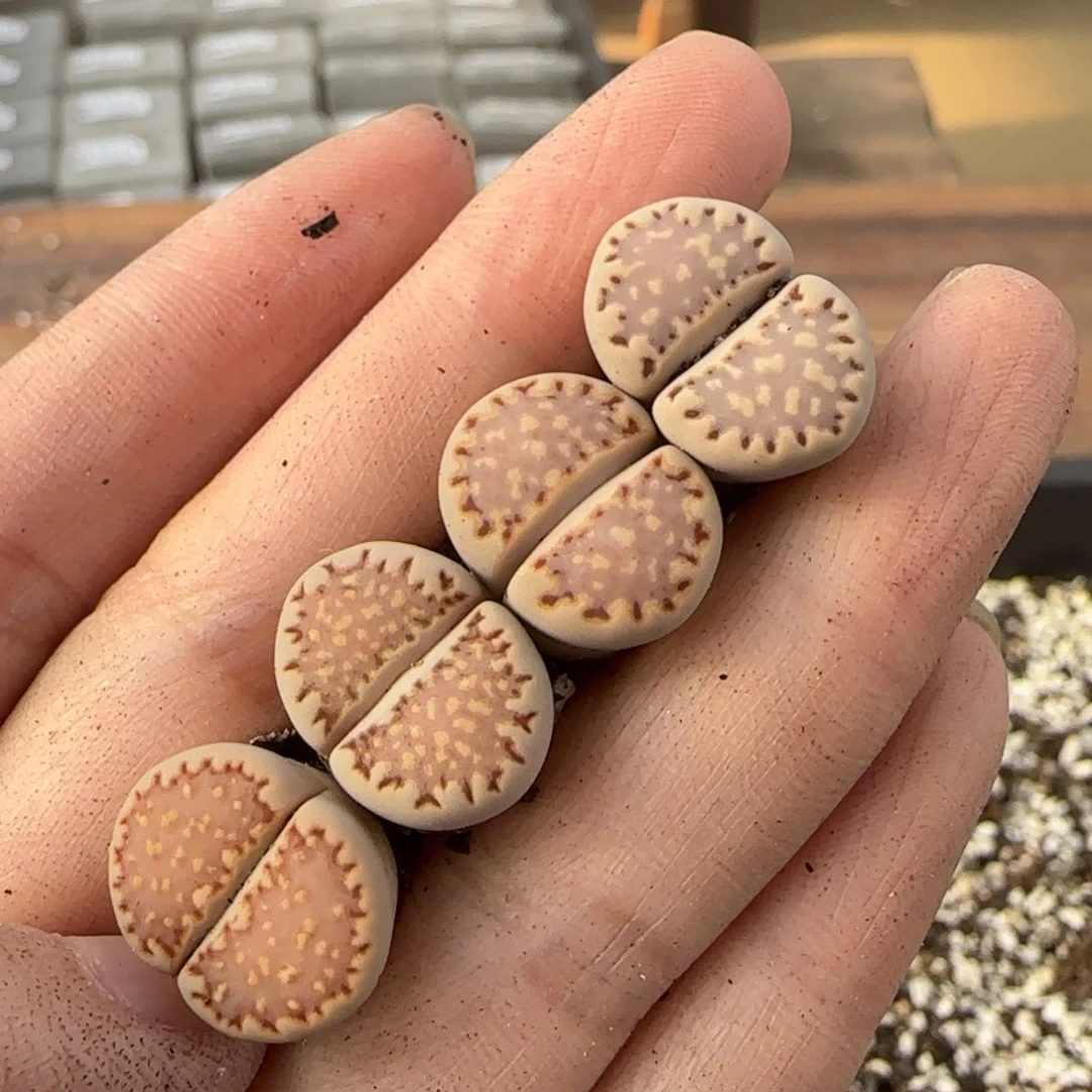 12.9爱萌多肉母本1621.013粉福利8091