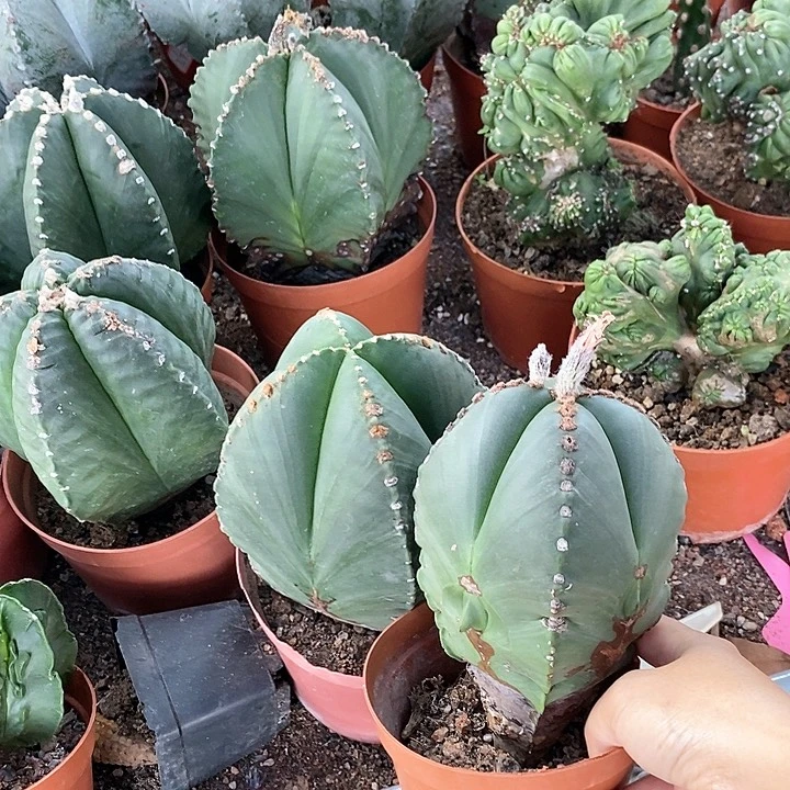 为****?花花草草花花草草