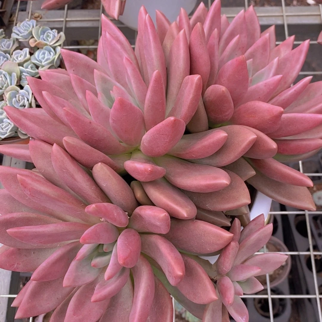 桃花源三头起发整桩无砍