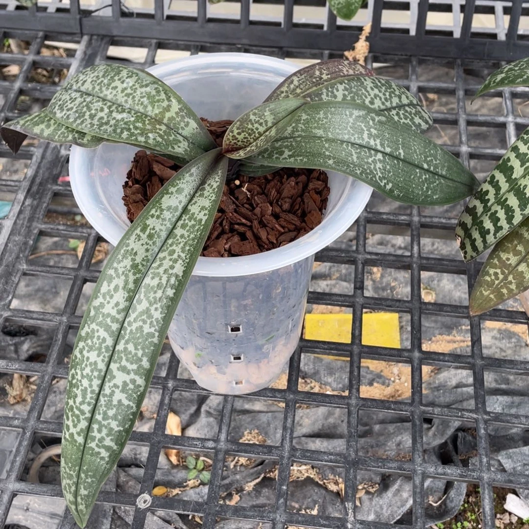 当前无花栽培后可以开花T2202西，8寸桶