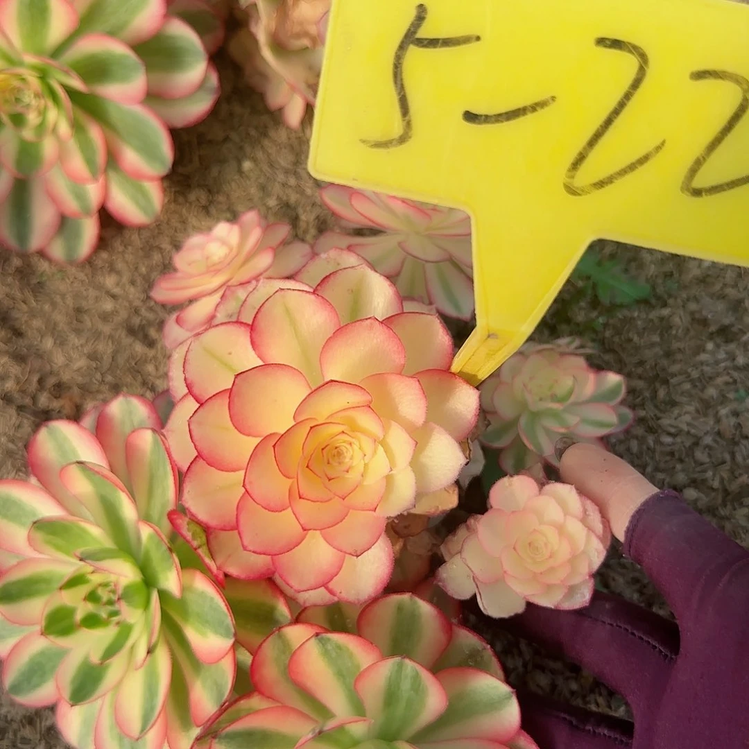 5-22---多头多肉植物