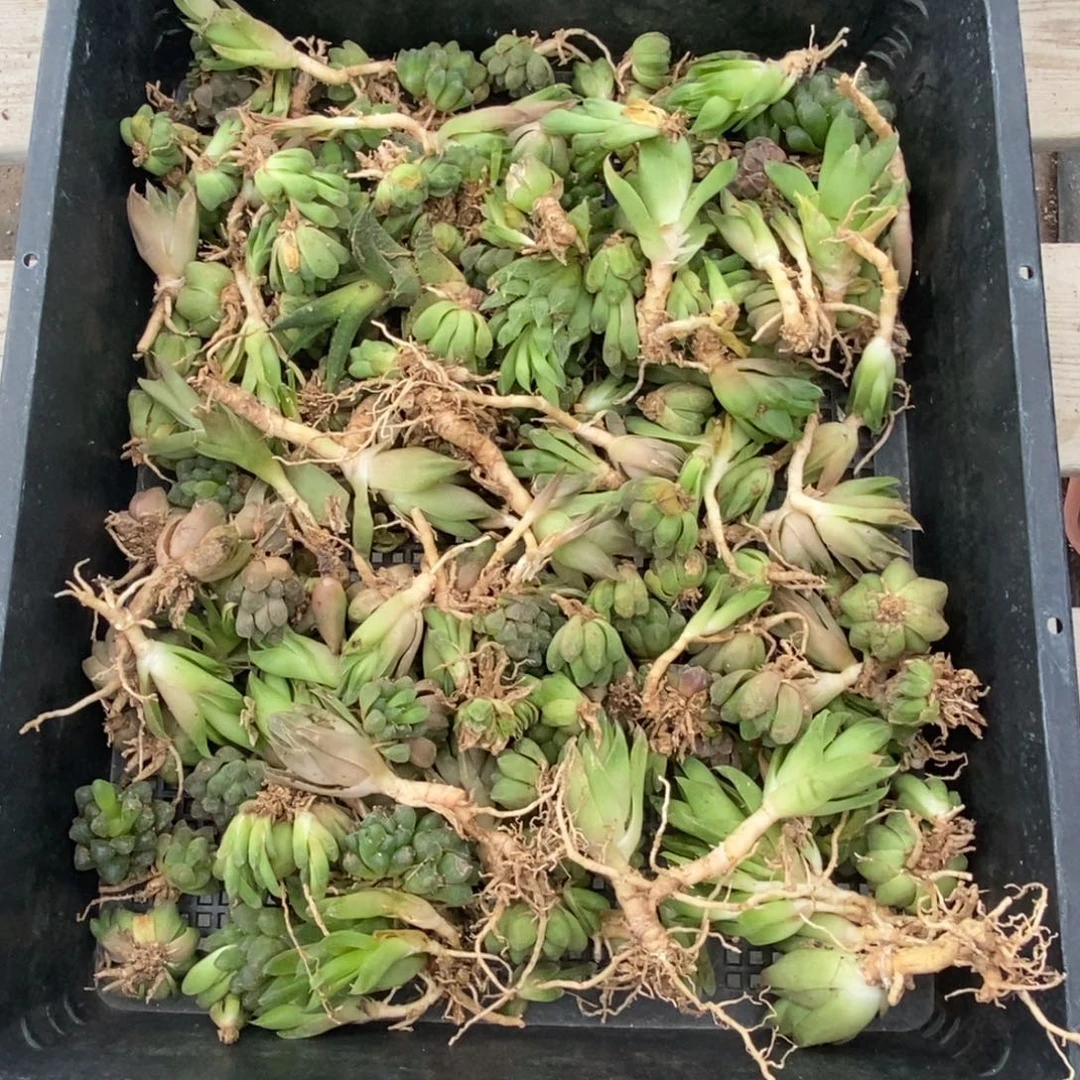 4506 十二卷练手套不售后
