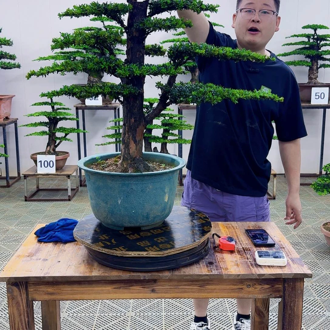 无花朵红芽罗汉松造型盆景