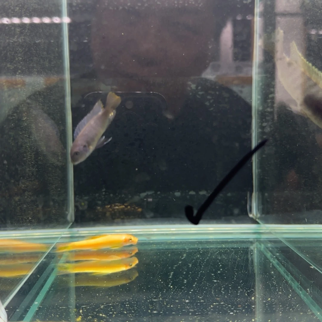 ****࿐慈鲷1227号恩哈塔