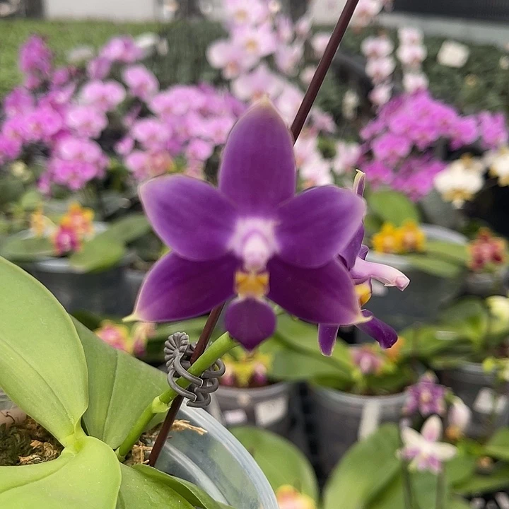 完全开放j g2353 780