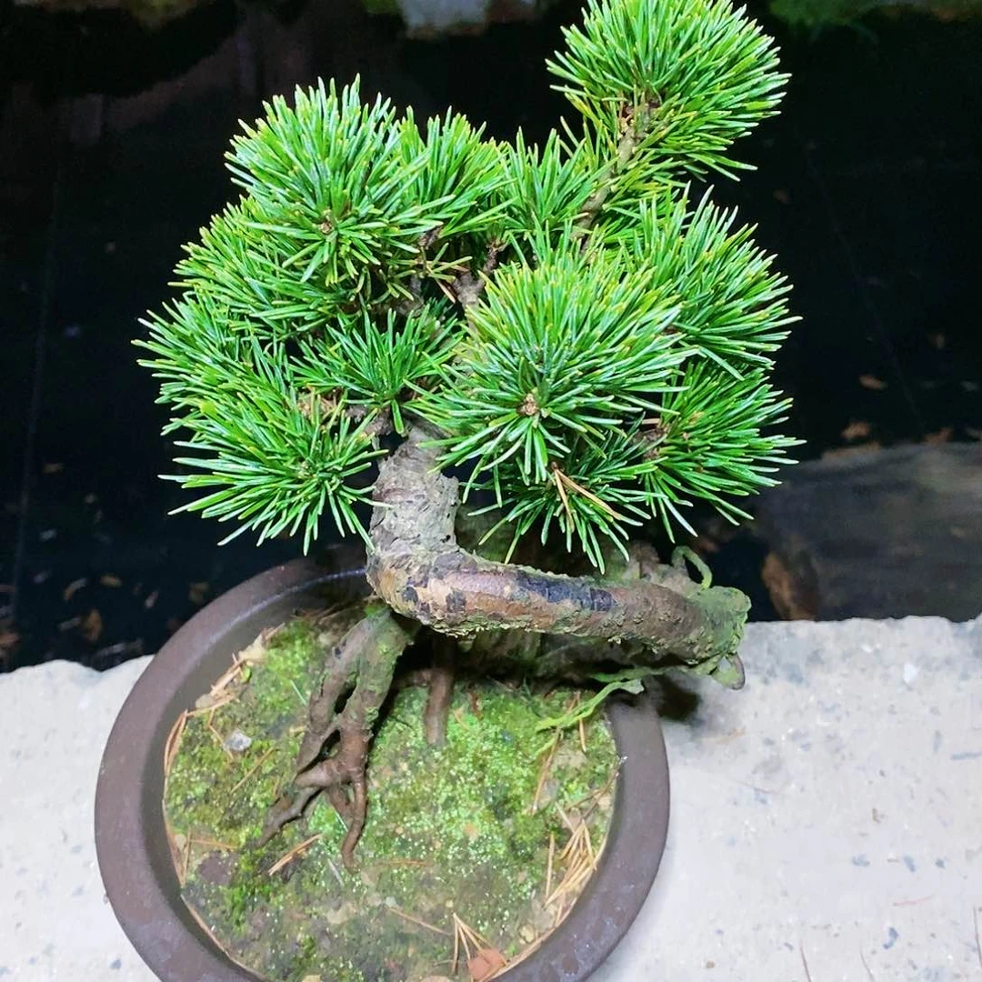 【闪购商品】无花朵明****3