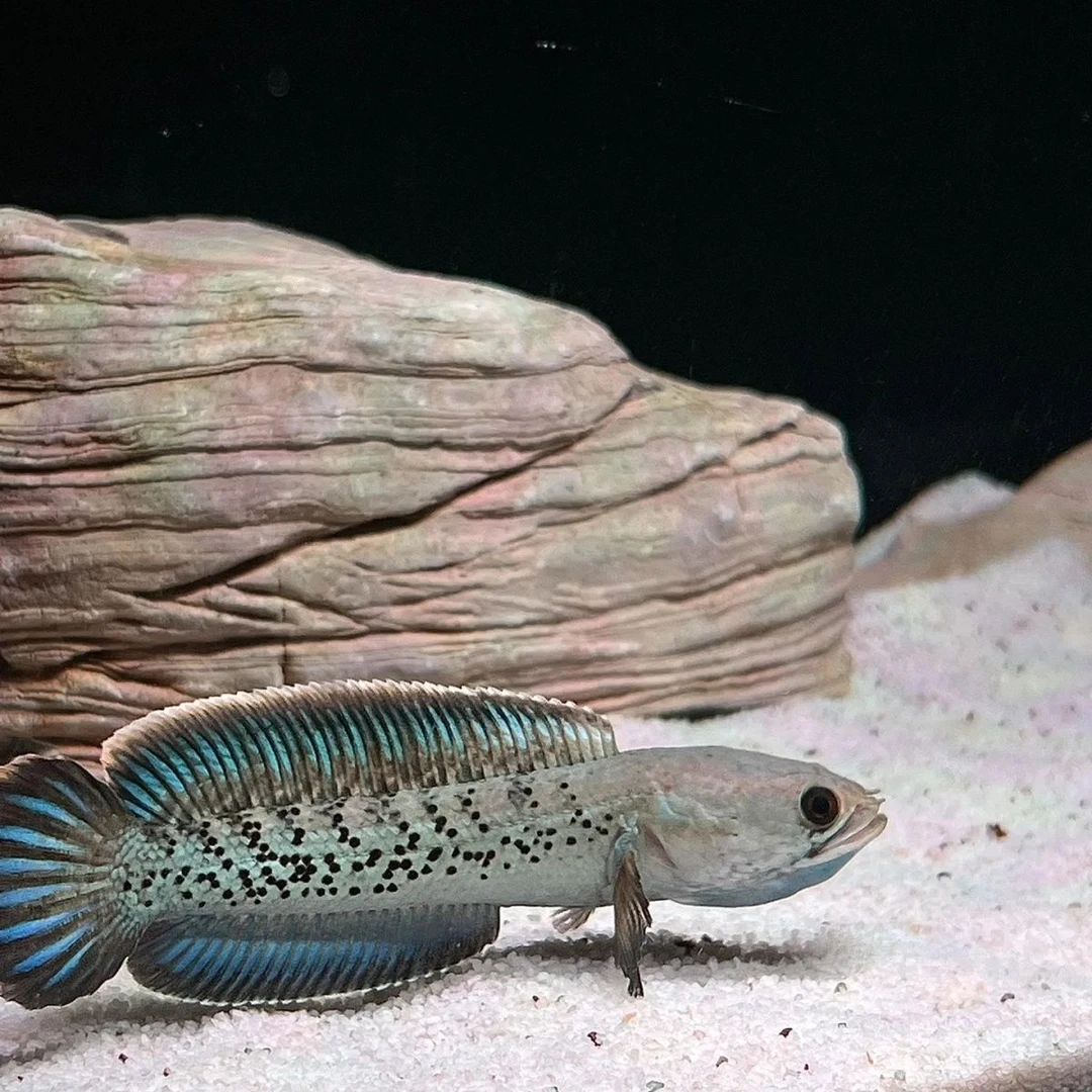 鬼王雷龙学名巴卡二型凶猛霸气观赏鱼