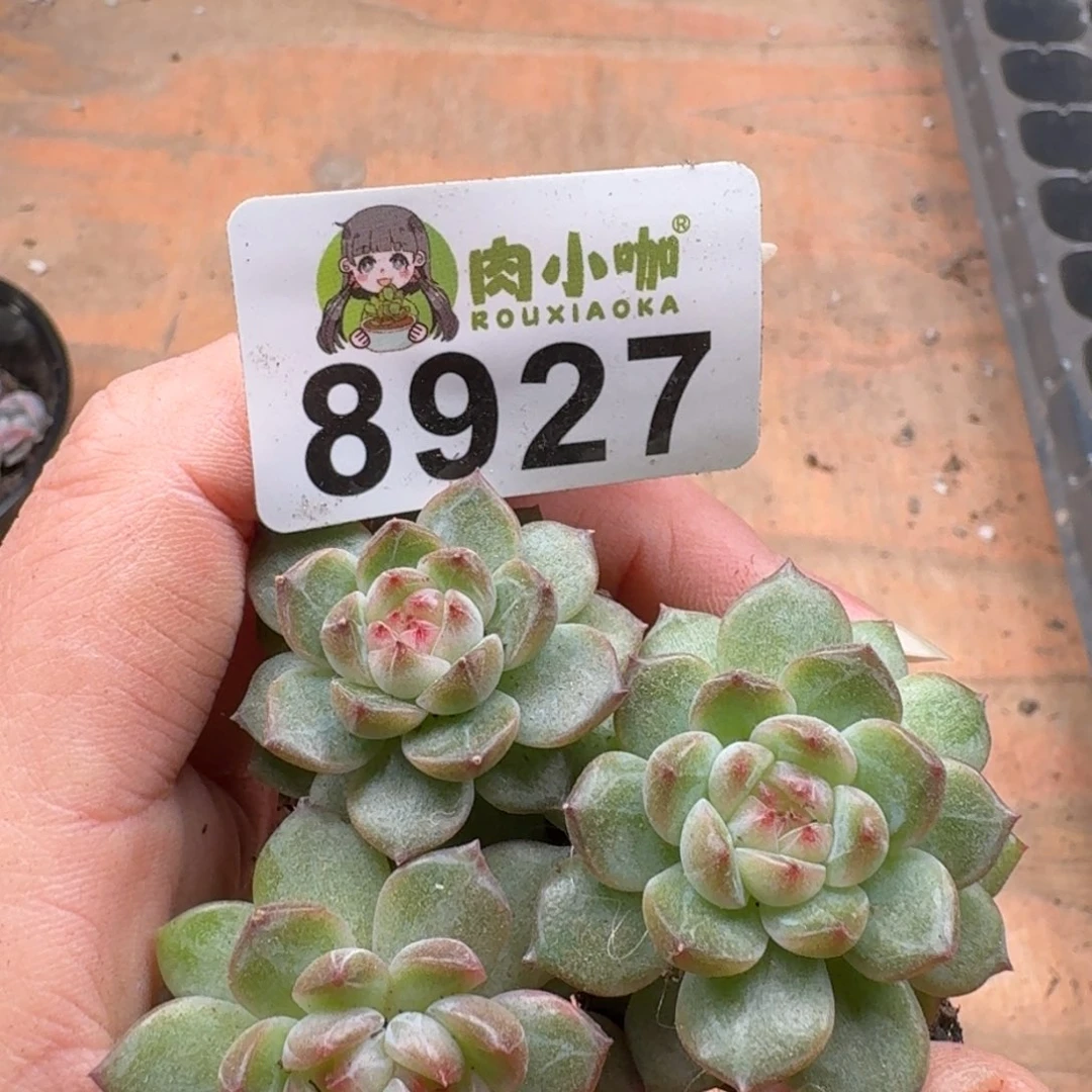 大***妮多肉植物多肉植物