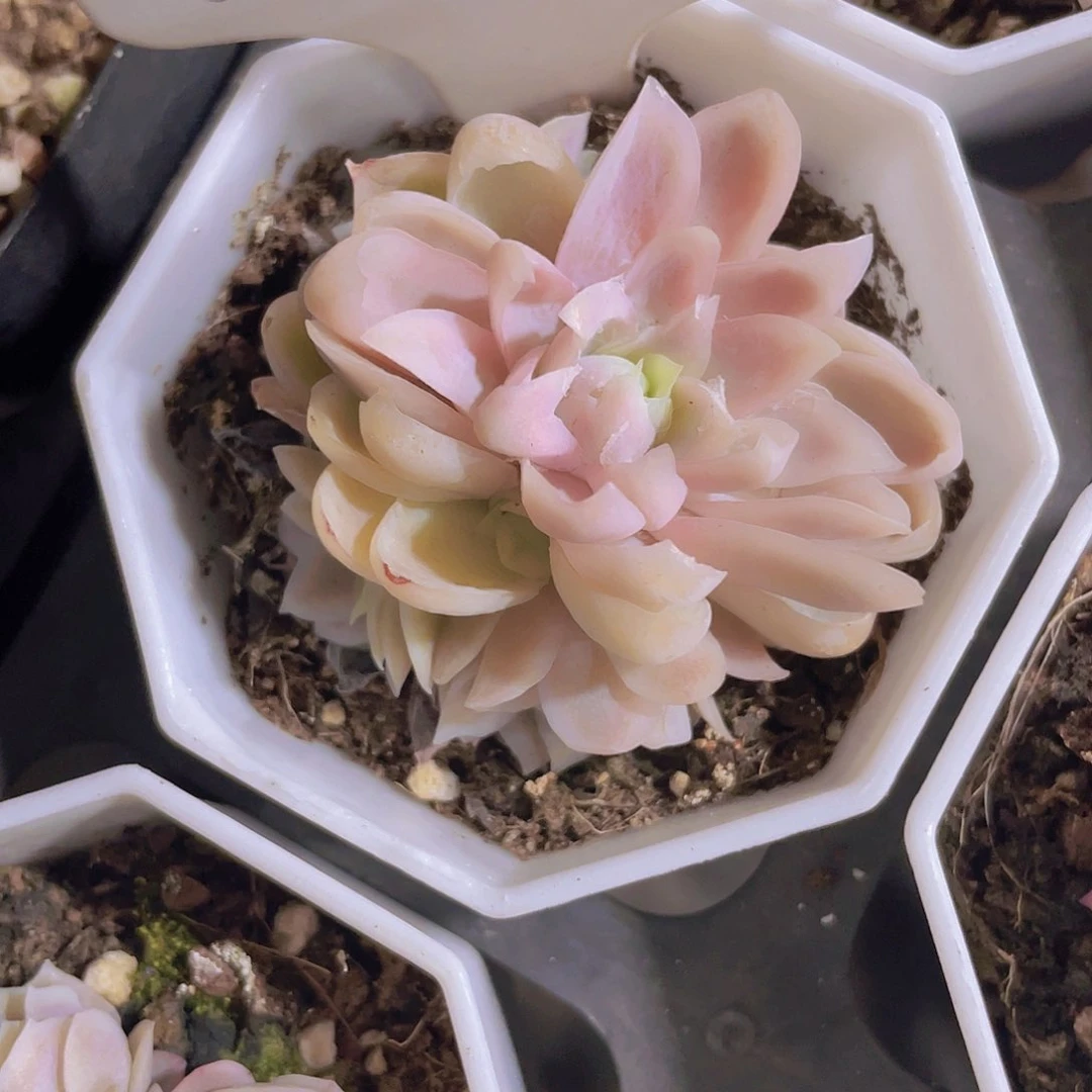 ༺****༻冰片女王玫瑰锦w090一物一拍