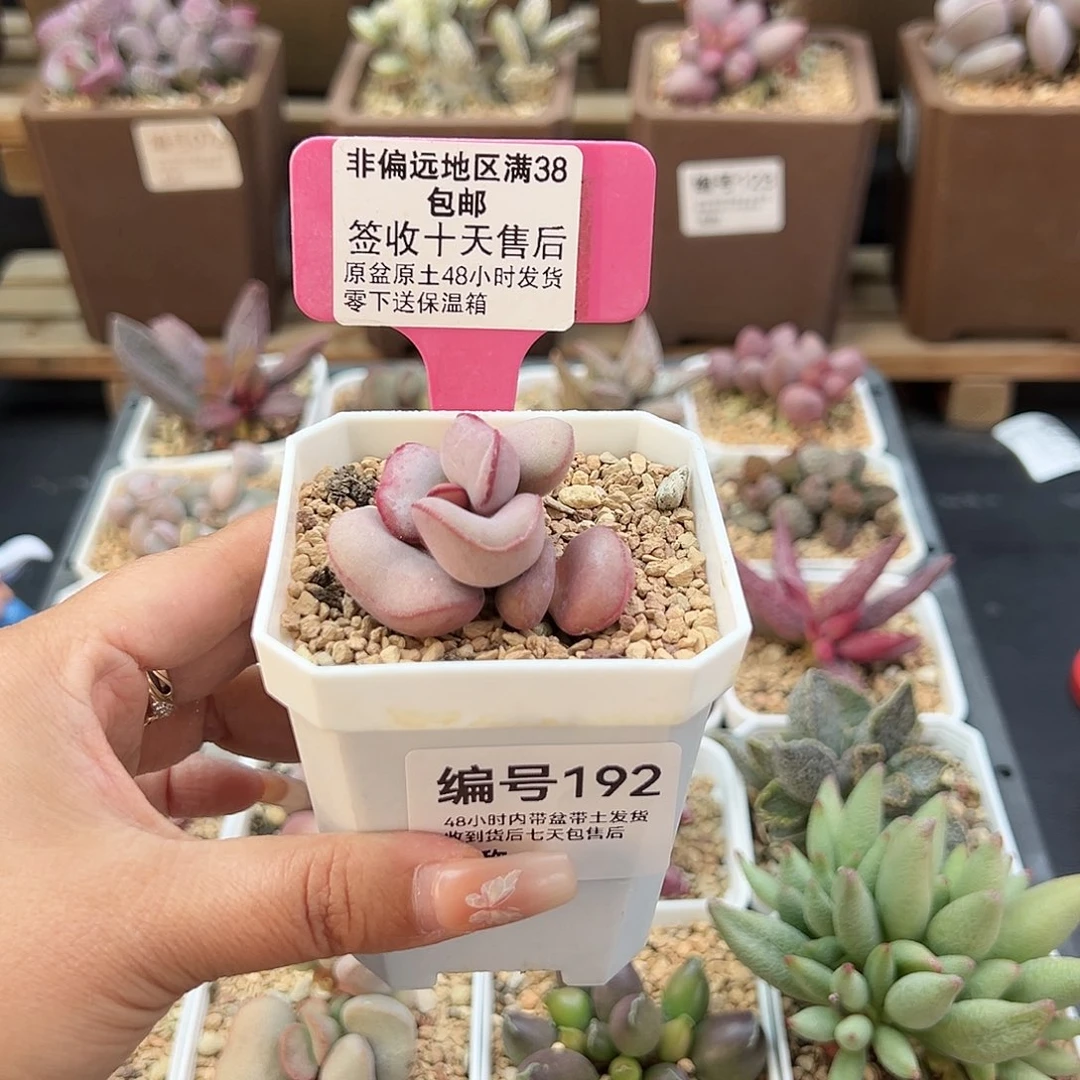 嗯***奶192白肌红蛋多肉植物