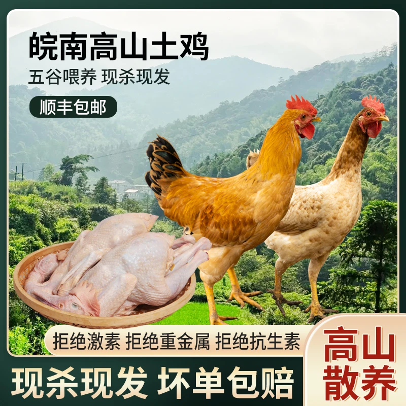 大别山农家新鲜现杀散养未开鸣小公鸡童子鸡黄油土鸡整只鸡走地鸡
