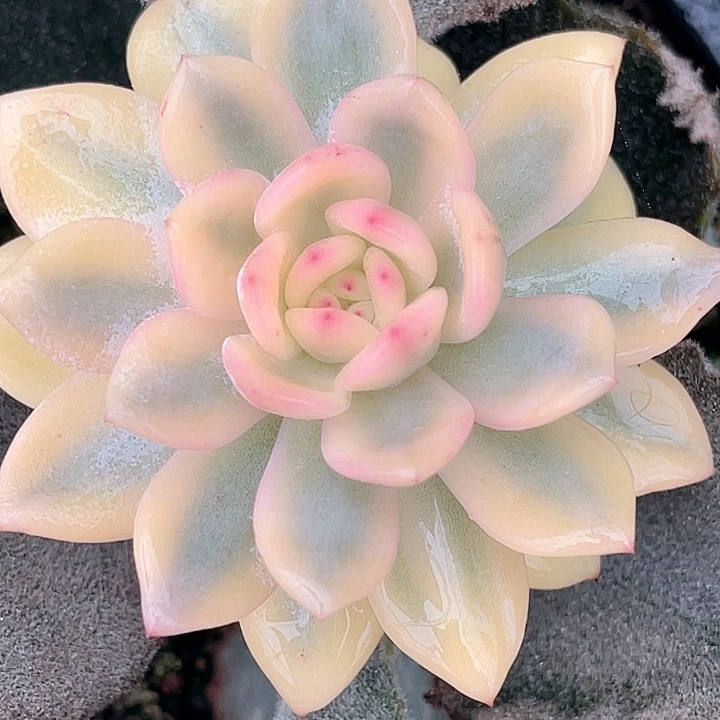 尚品园艺梦露宽锦