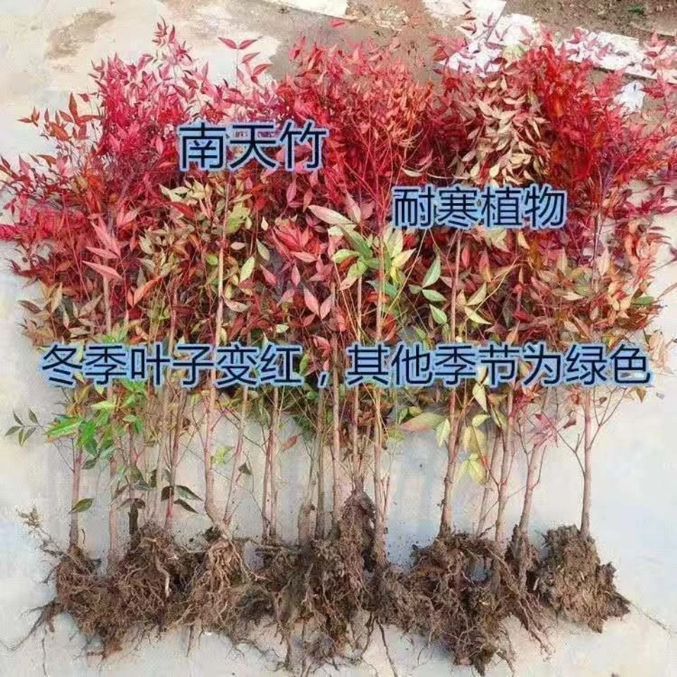 水培植物南天竹苗盆栽水养室内富贵竹绿植吊钟马醉木好养花卉盆景
