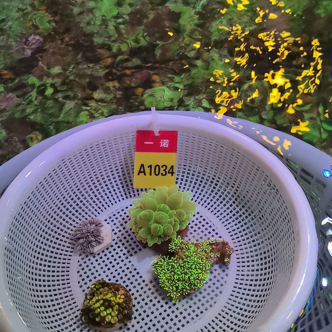 草皮珊瑚1034草皮珊瑚套餐