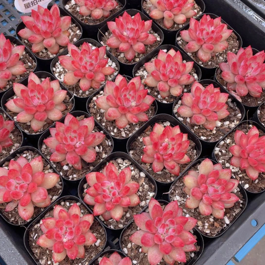 量拍45号金鱼姬车厘子全状态单头一个