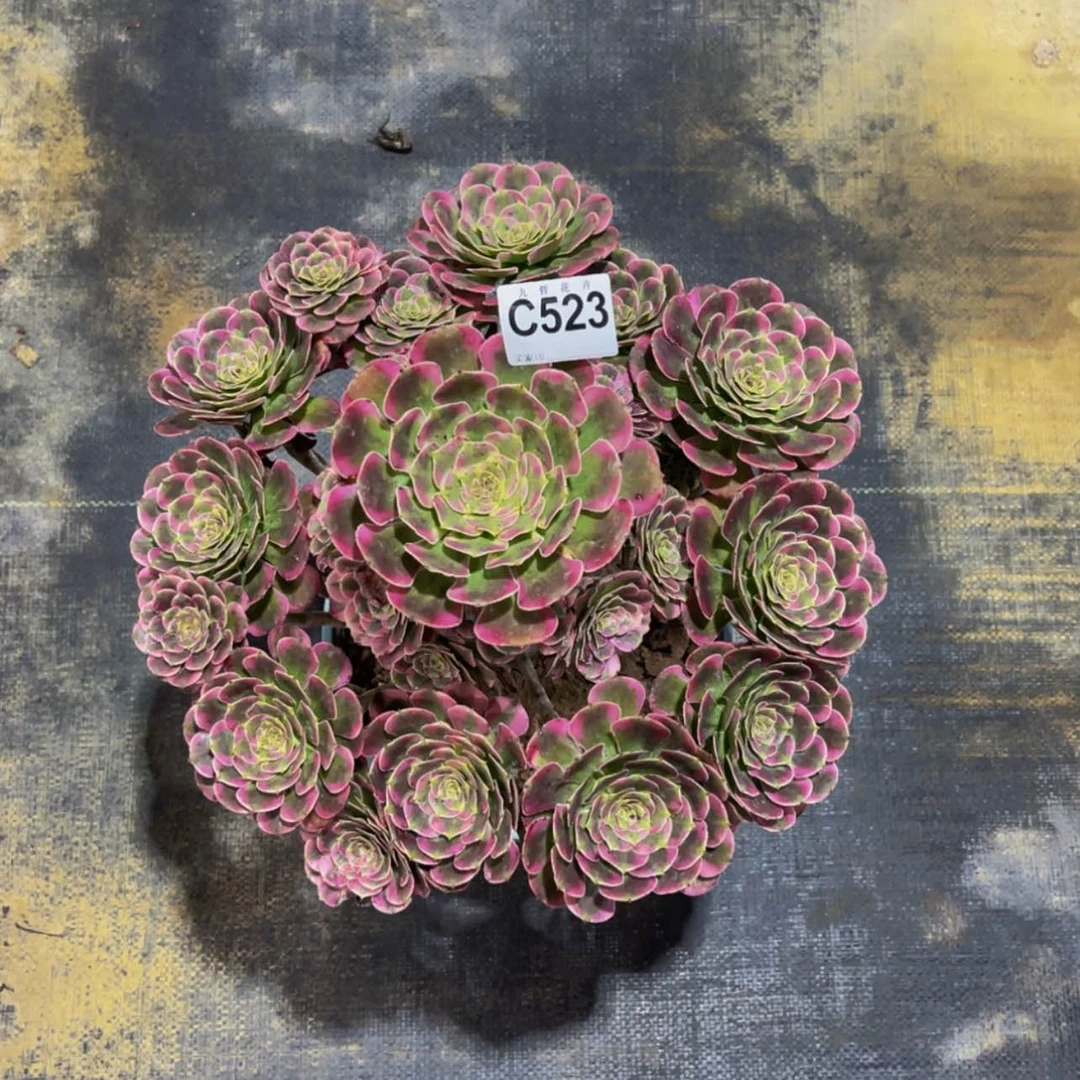 【闪购商品】52300