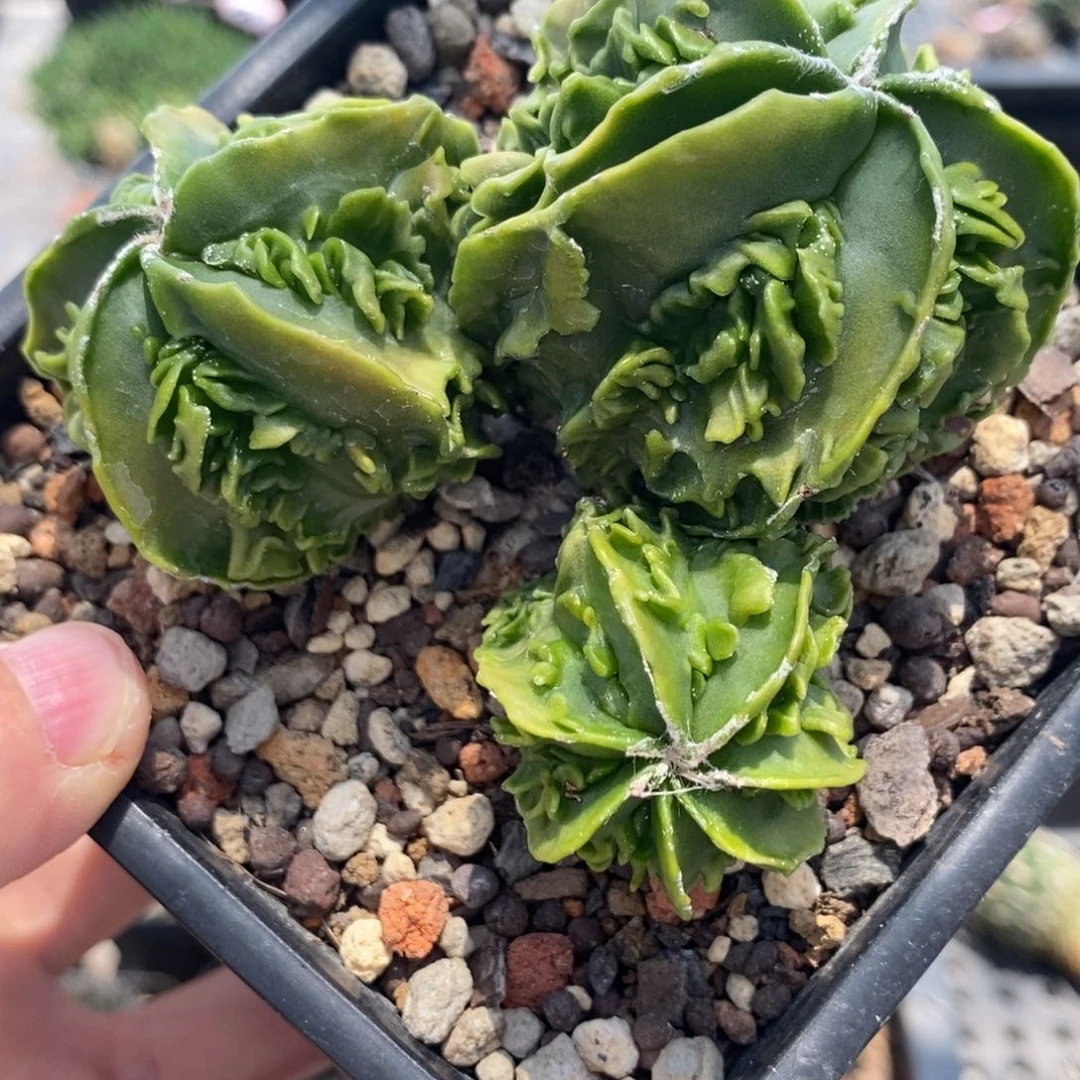 植播园艺优选三头核桃
