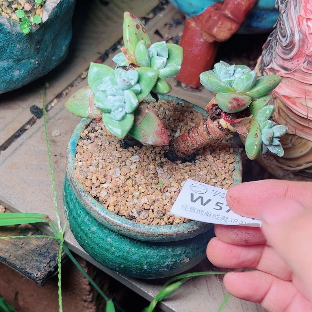 5744法瑞苹果叶多肉