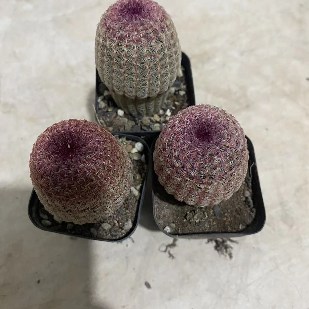 2号蘑菇头红太阳实生根仙人球多肉植物