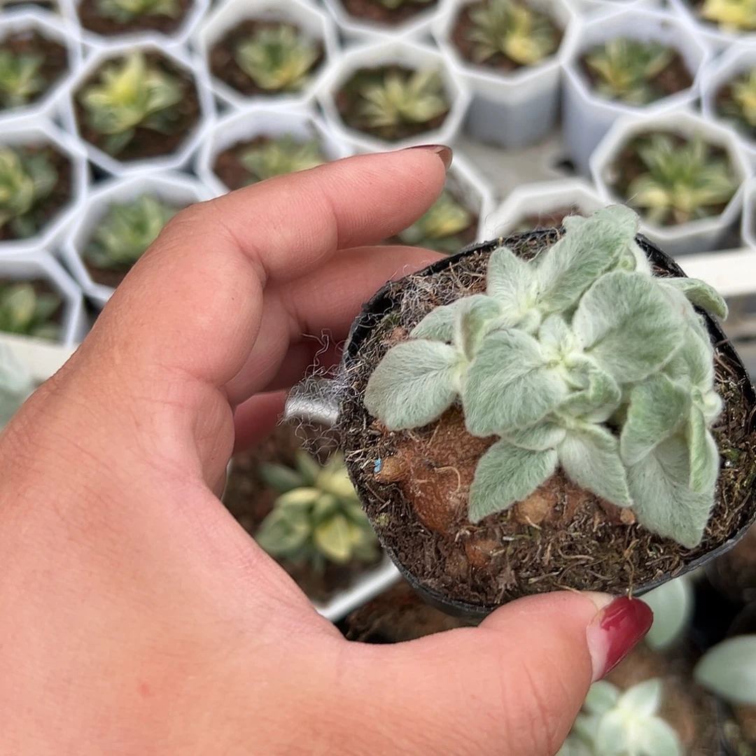 嗣***音多肉植物多肉植物