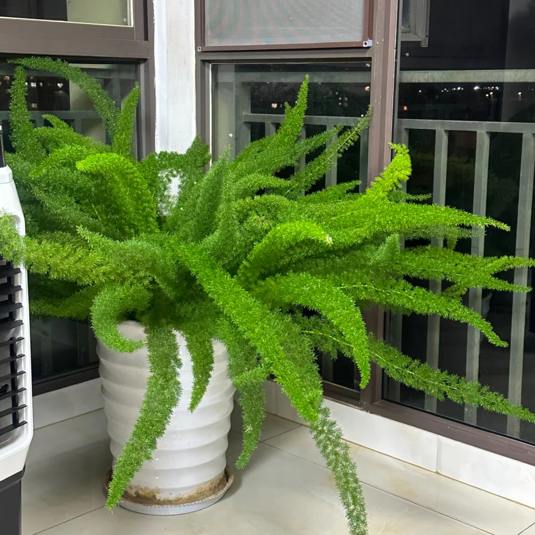 {狐尾天门冬}1盆1加仑耐寒零下15度庭院高档花园绿色观叶植物