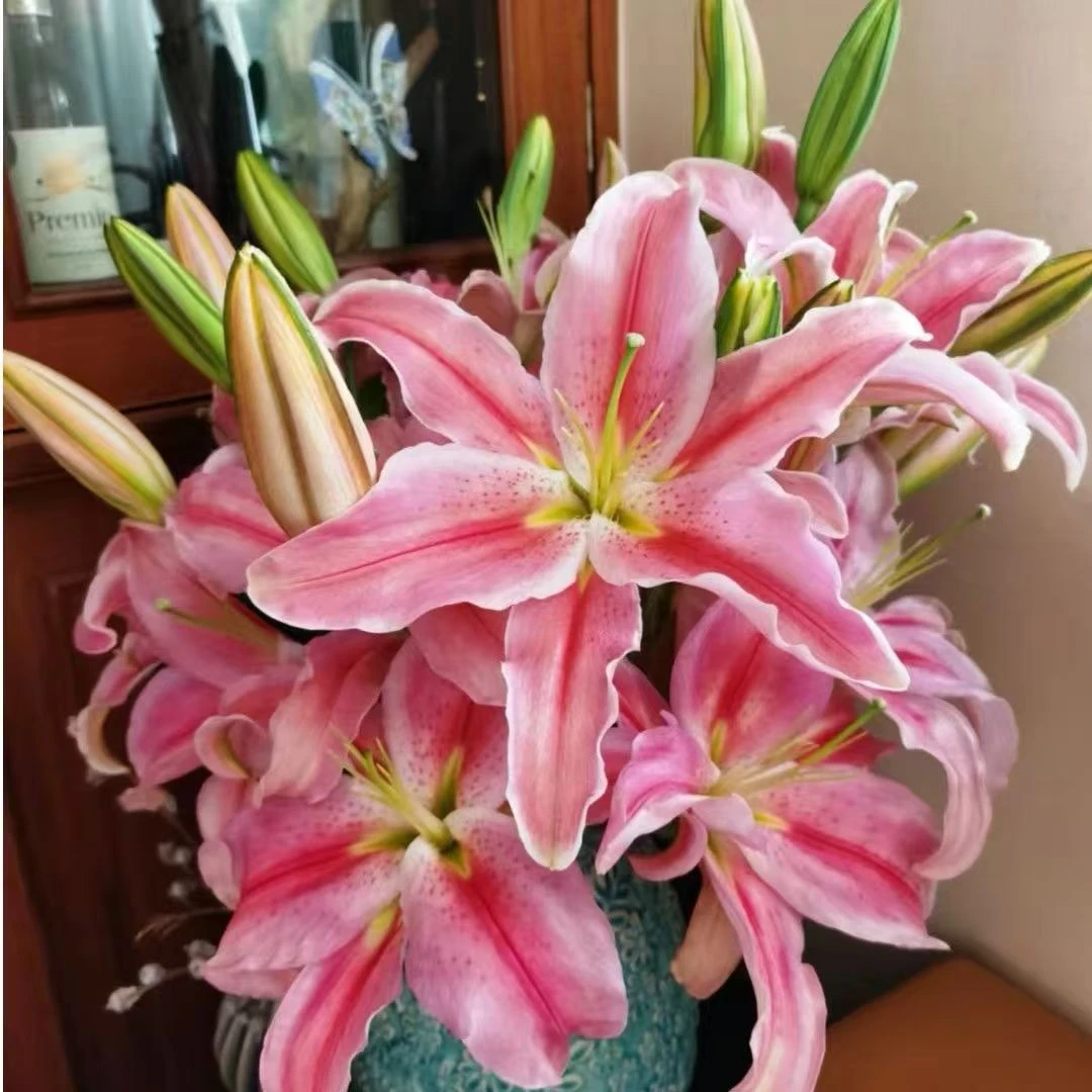 罗蒂单瓣粉色香水百合昆明基地直发包邮