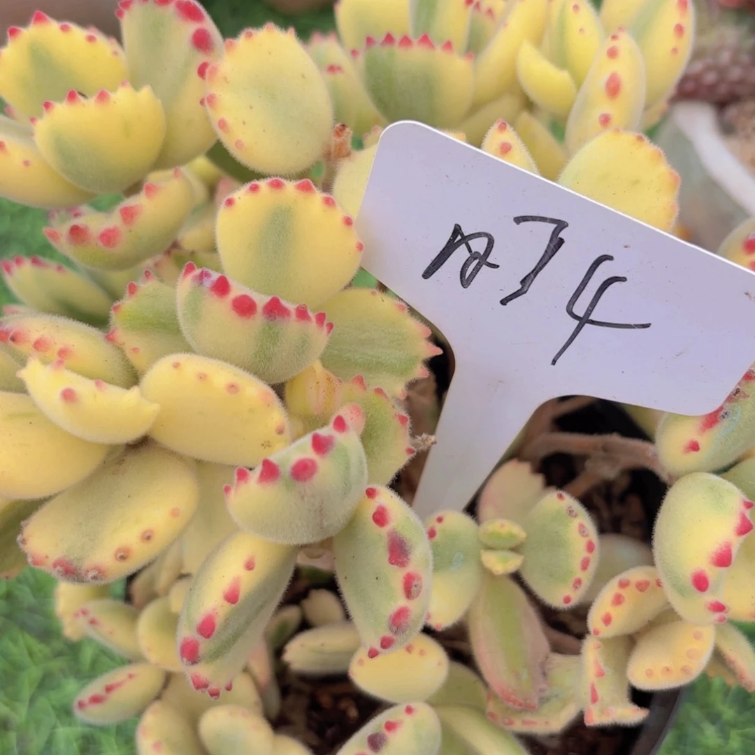 吞***吐我的小可爱们都好可爱