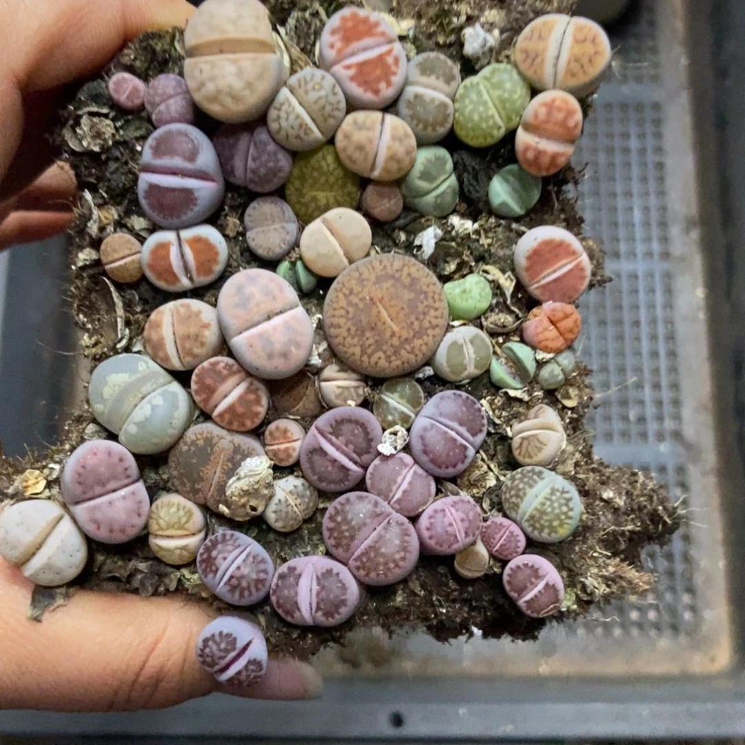 7364特价混合切糕有疤