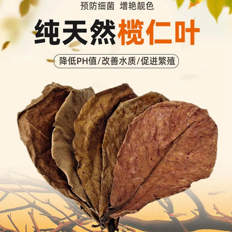 榄仁叶水族专用调节Ph值稳定水质斗鱼乌龟适用