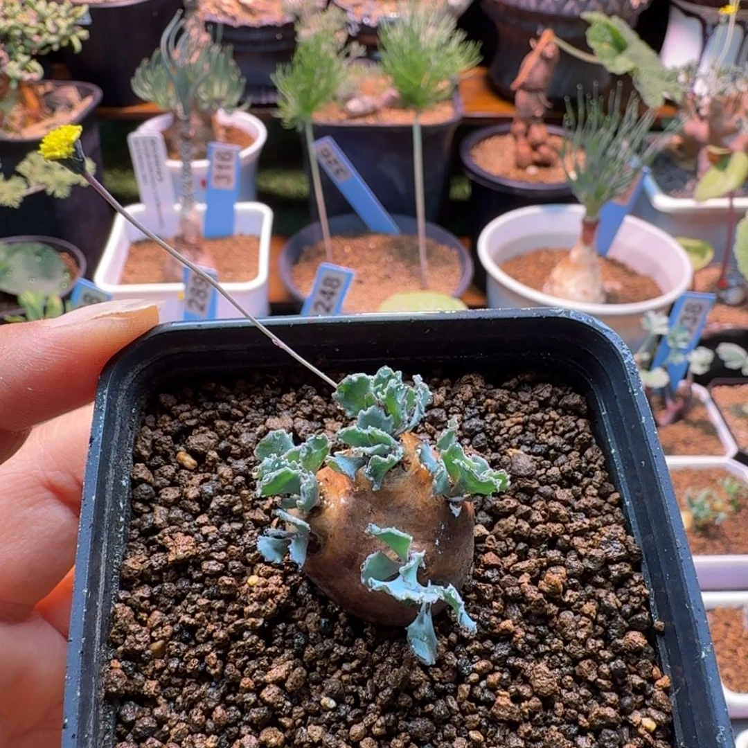 格加厚墩菊143(产地)